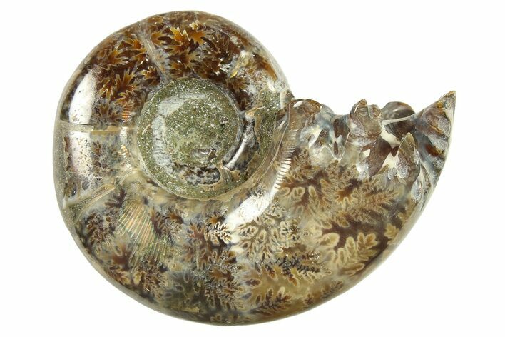 Polished, Sutured Ammonite (Argonauticeras) Fossil - Madagascar #287569